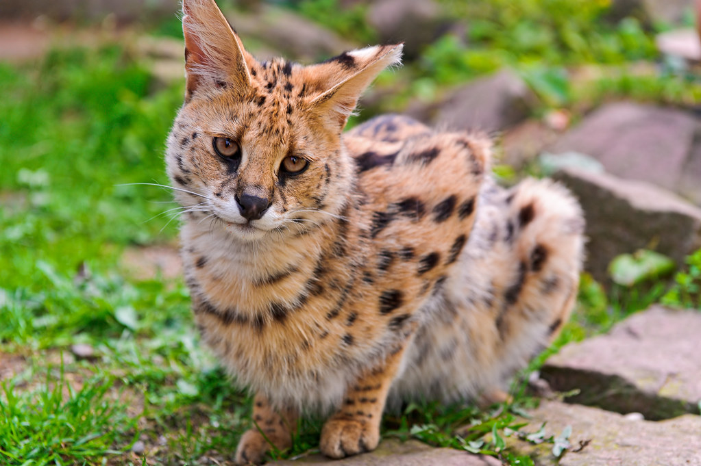 Enigmatic Serval