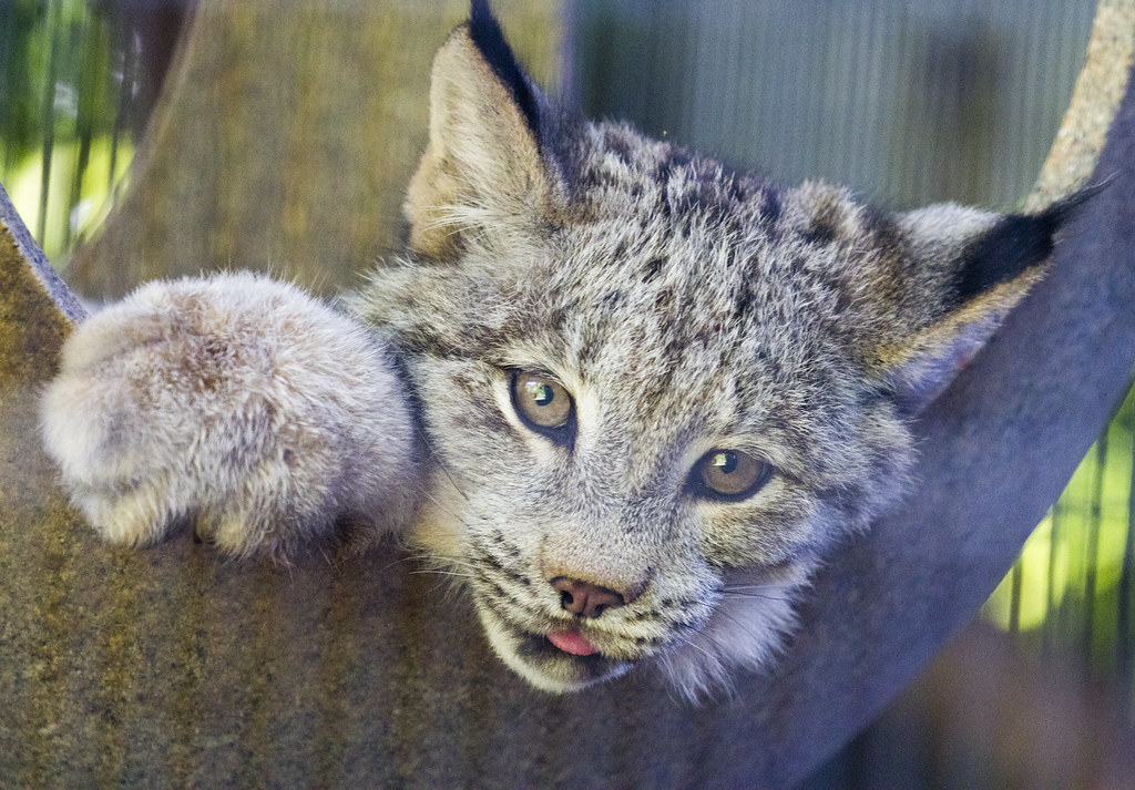 Canadian Lynx