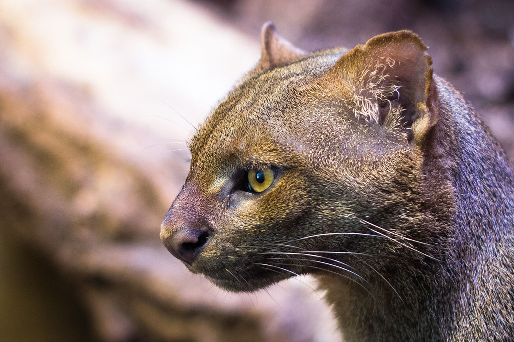 Stealthy Jaguarundi