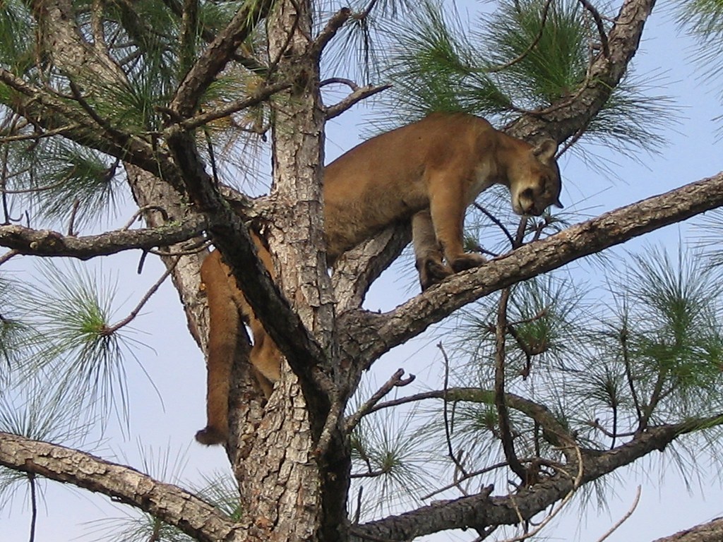 Mysterious Florida Panther