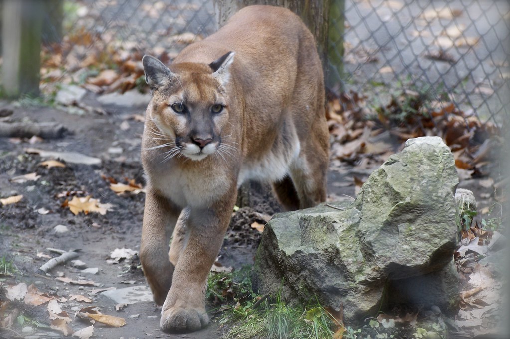 Cougar