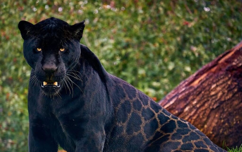 Rare Jaguar