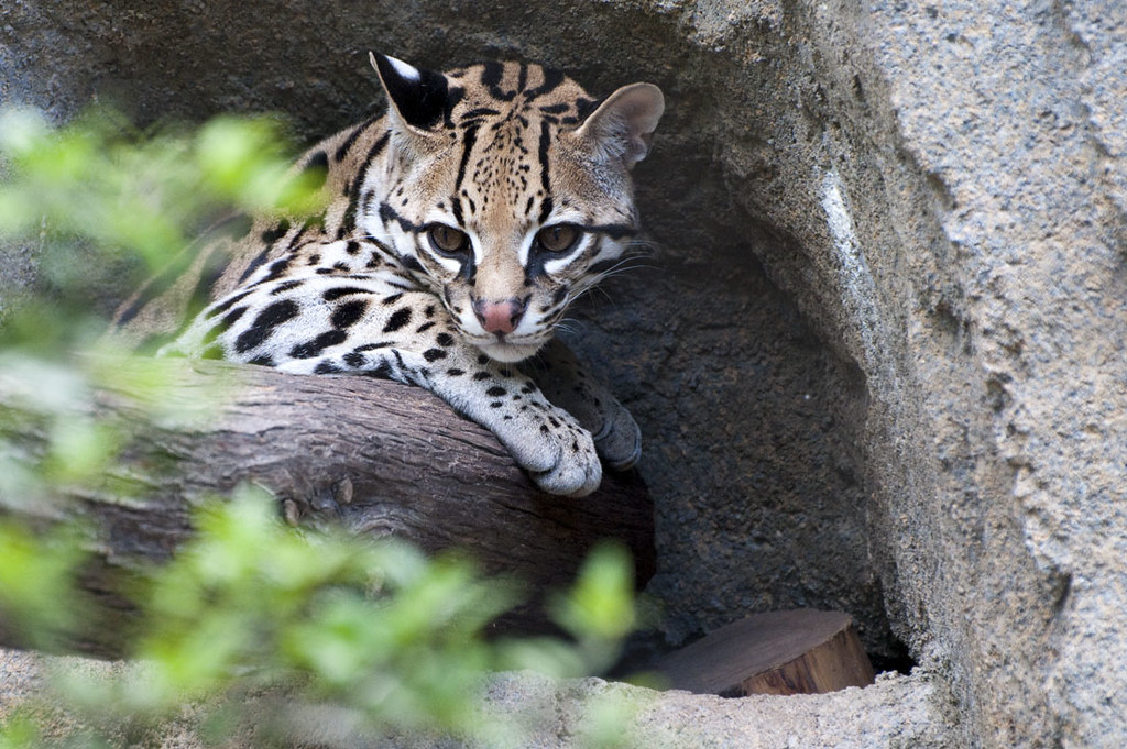 Ocelot Houston Zoo