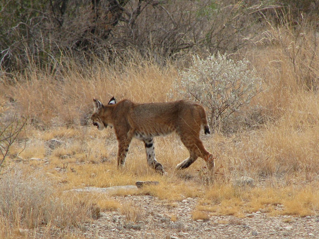 Stealthy Texas Bobcat