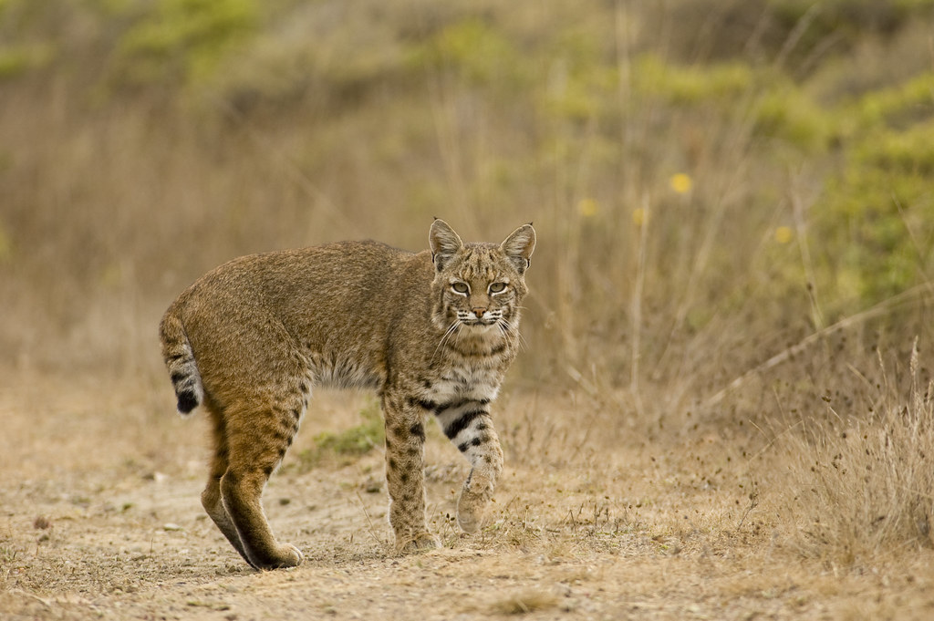 lynx rufus