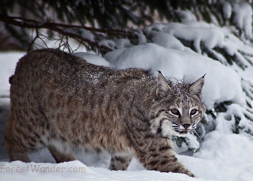 Bobcat snow